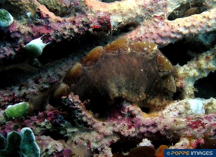 Представитель Семейства Schizochitonidae